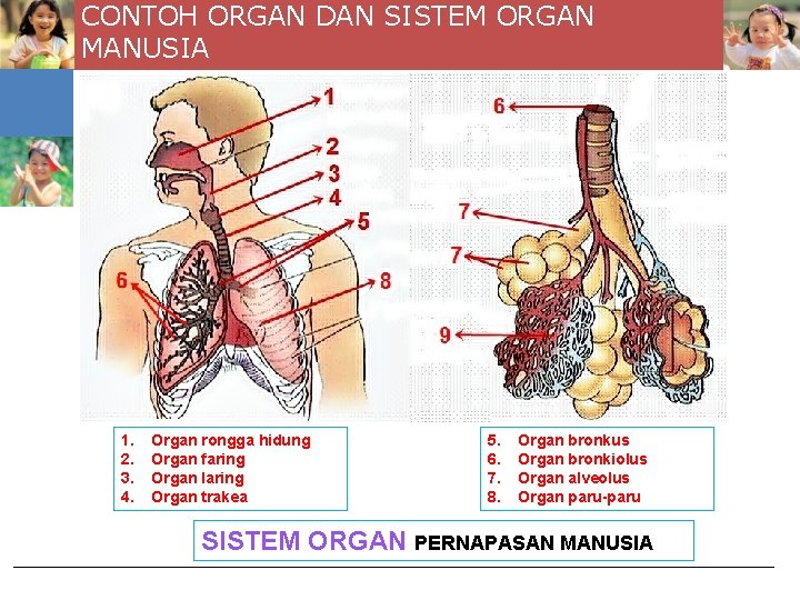 CONTOH ORGAN DAN SISTEM ORGAN MANUSIA 1. 2. 3. 4. Organ rongga hidung Organ