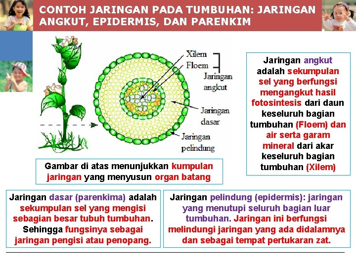 CONTOH JARINGAN PADA TUMBUHAN: JARINGAN ANGKUT, EPIDERMIS, DAN PARENKIM Gambar di atas menunjukkan kumpulan