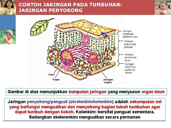 CONTOH JARINGAN PADA TUMBUHAN: JARINGAN PENYOKONG Gambar di atas menunjukkan kumpulan jaringan yang menyusun