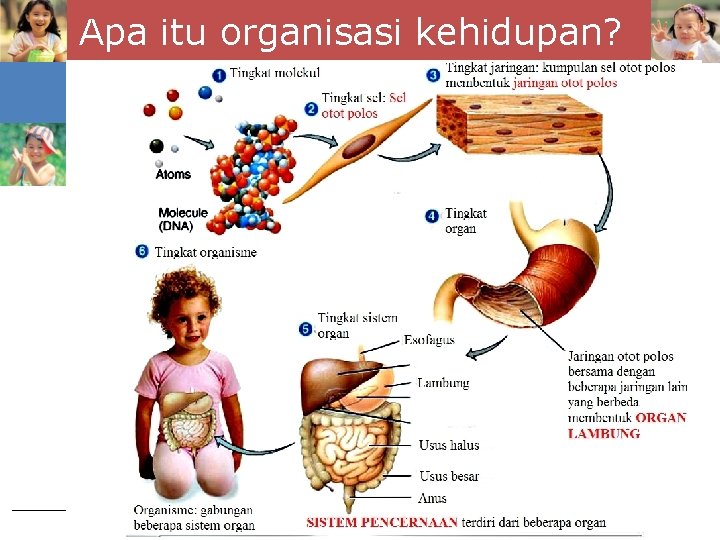 Apa itu organisasi kehidupan? 