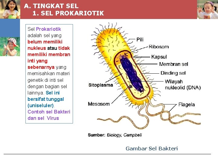 A. TINGKAT SEL 1. SEL PROKARIOTIK Sel Prokariotik adalah sel yang belum memiliki nukleus