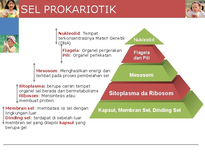 SEL PROKARIOTIK Nukleolid: Tempat terkonsentrasinya Materi Genetik (DNA) Flagela: Organel pergerakan Pili: Organel perlekatan