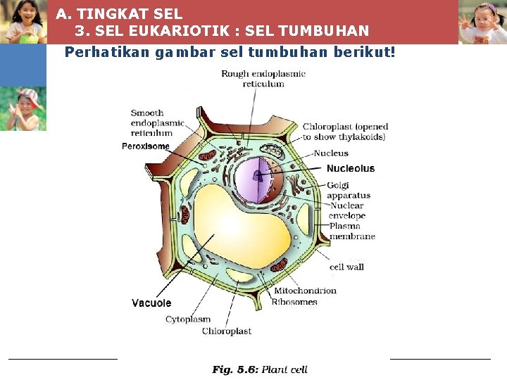 A. TINGKAT SEL 3. SEL EUKARIOTIK : SEL TUMBUHAN Perhatikan gambar sel tumbuhan berikut!