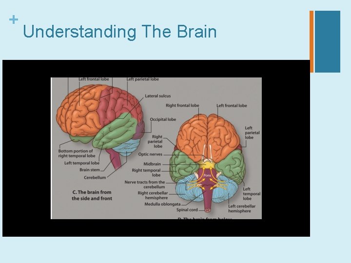 + Understanding The Brain 