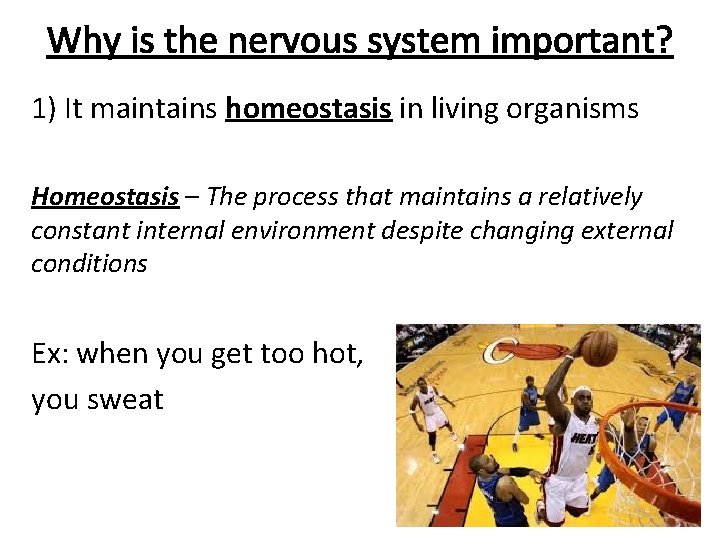 Why is the nervous system important? 1) It maintains homeostasis in living organisms Homeostasis
