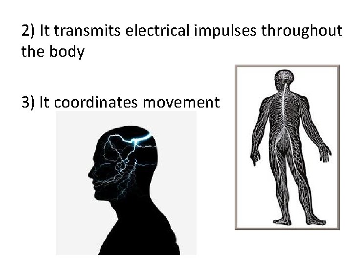 2) It transmits electrical impulses throughout the body 3) It coordinates movement 