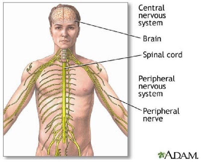 CNS 