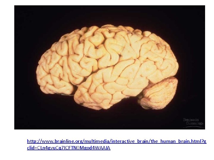 http: //www. brainline. org/multimedia/interactive_brain/the_human_brain. html? g clid=CLn 4 gvu. Cq 7 ICFTN 0 Mgod