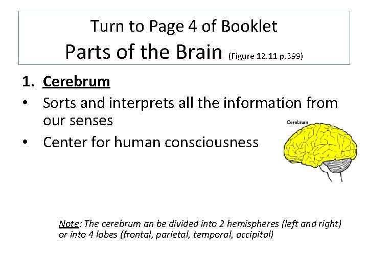 Turn to Page 4 of Booklet Parts of the Brain (Figure 12. 11 p.
