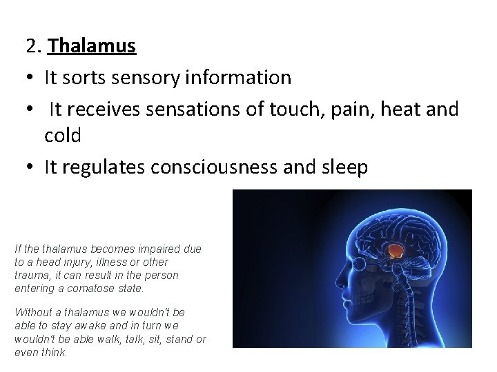 2. Thalamus • It sorts sensory information • It receives sensations of touch, pain,