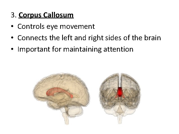 3. Corpus Callosum • Controls eye movement • Connects the left and right sides