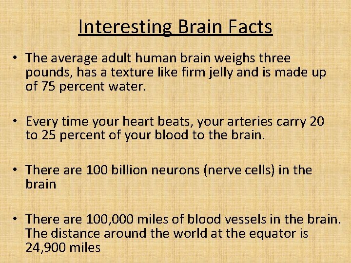 Interesting Brain Facts • The average adult human brain weighs three pounds, has a