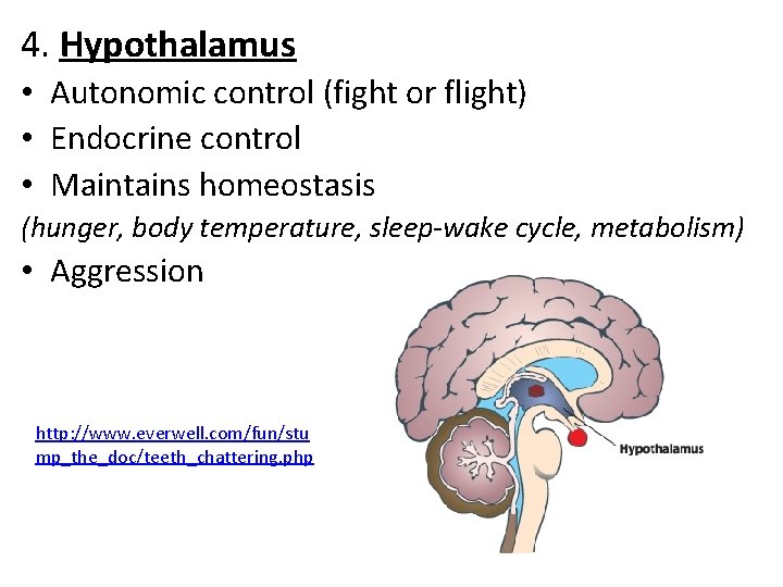 4. Hypothalamus • Autonomic control (fight or flight) • Endocrine control • Maintains homeostasis