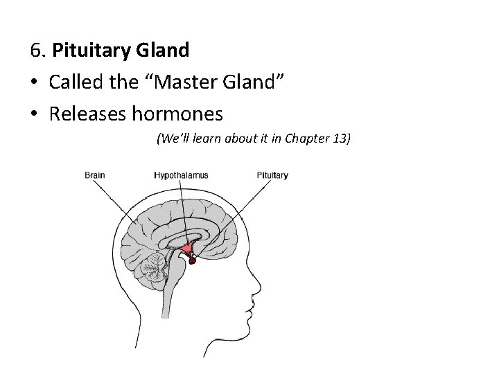 6. Pituitary Gland • Called the “Master Gland” • Releases hormones (We’ll learn about