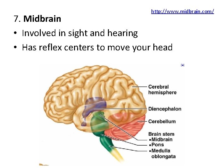 http: //www. midbrain. com/ 7. Midbrain • Involved in sight and hearing • Has