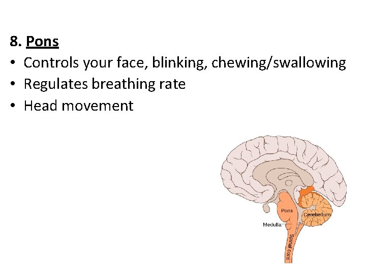 8. Pons • Controls your face, blinking, chewing/swallowing • Regulates breathing rate • Head