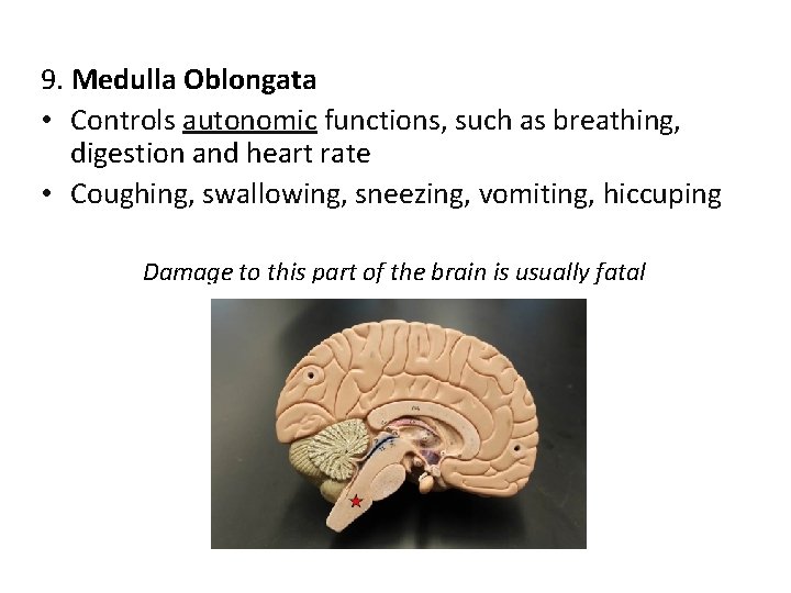 9. Medulla Oblongata • Controls autonomic functions, such as breathing, digestion and heart rate