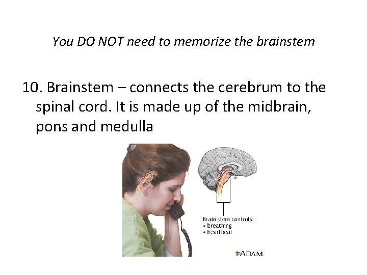You DO NOT need to memorize the brainstem 10. Brainstem – connects the cerebrum