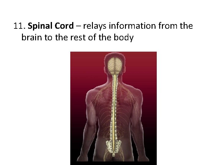 11. Spinal Cord – relays information from the brain to the rest of the