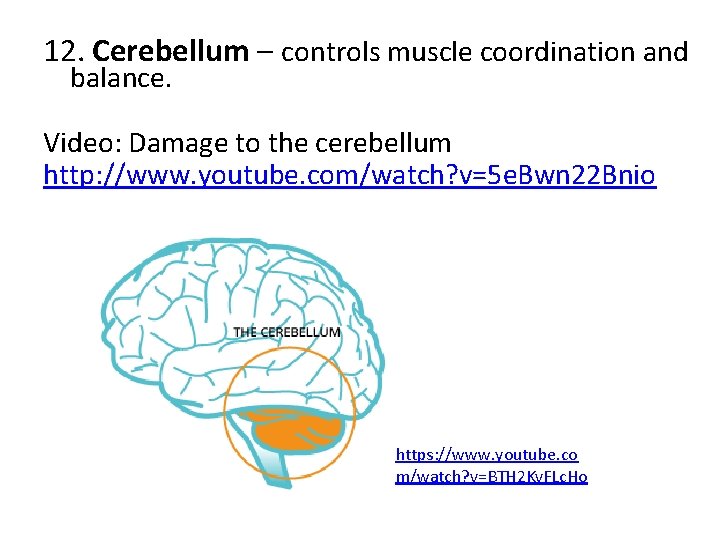 12. Cerebellum – controls muscle coordination and balance. Video: Damage to the cerebellum http: