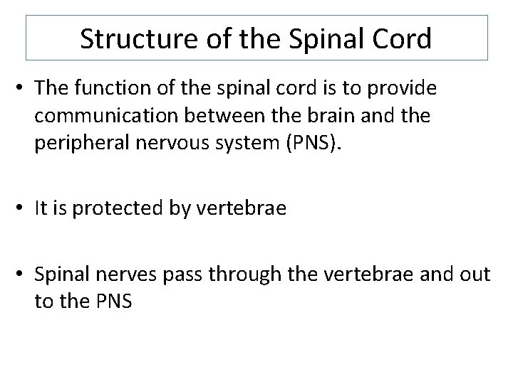 Structure of the Spinal Cord • The function of the spinal cord is to