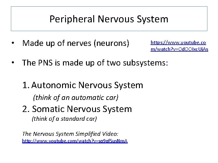 Peripheral Nervous System • Made up of nerves (neurons) https: //www. youtube. co m/watch?