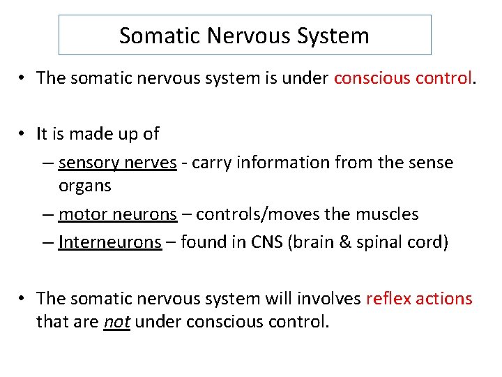 Somatic Nervous System • The somatic nervous system is under conscious control. • It