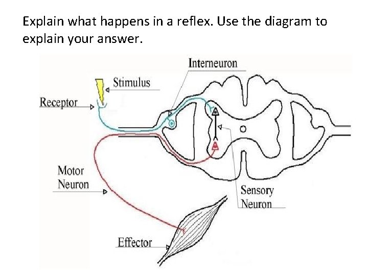 Explain what happens in a reflex. Use the diagram to explain your answer. 