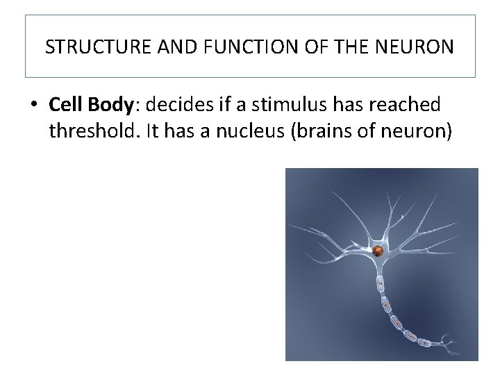 STRUCTURE AND FUNCTION OF THE NEURON • Cell Body: decides if a stimulus has