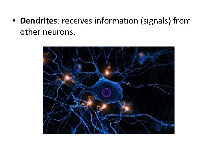  • Dendrites: receives information (signals) from other neurons. 