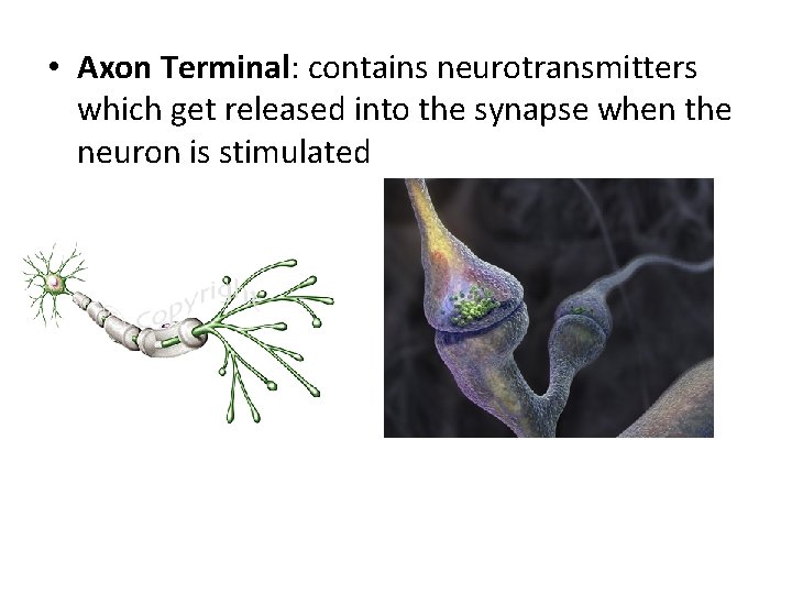  • Axon Terminal: contains neurotransmitters which get released into the synapse when the