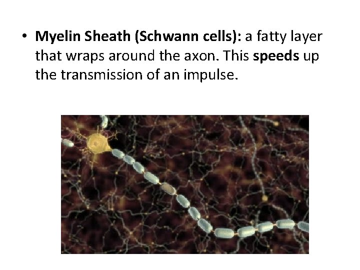  • Myelin Sheath (Schwann cells): a fatty layer that wraps around the axon.