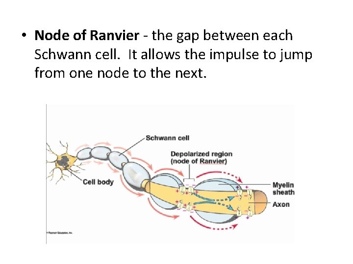  • Node of Ranvier - the gap between each Schwann cell. It allows