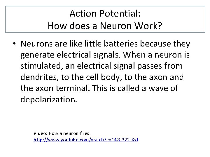 Action Potential: How does a Neuron Work? • Neurons are like little batteries because