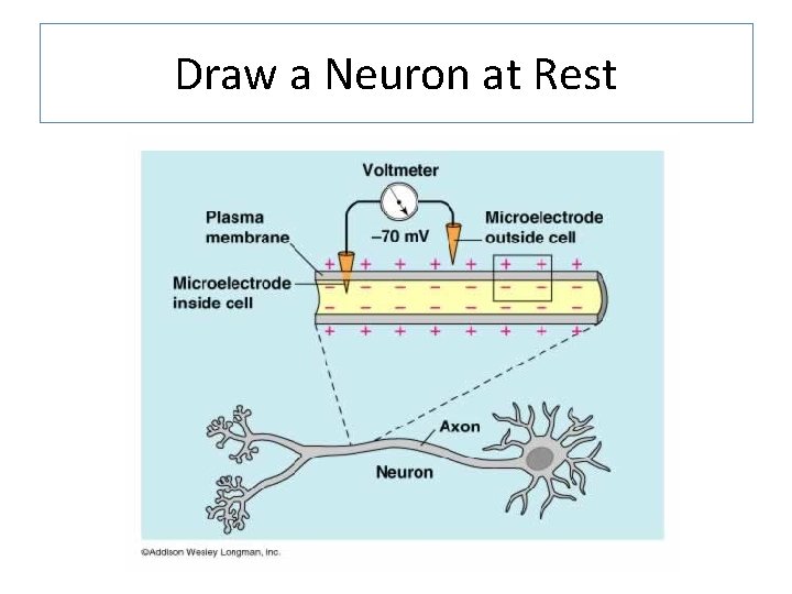 Draw a Neuron at Rest 