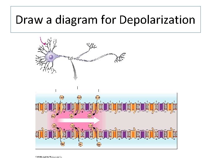 Draw a diagram for Depolarization 