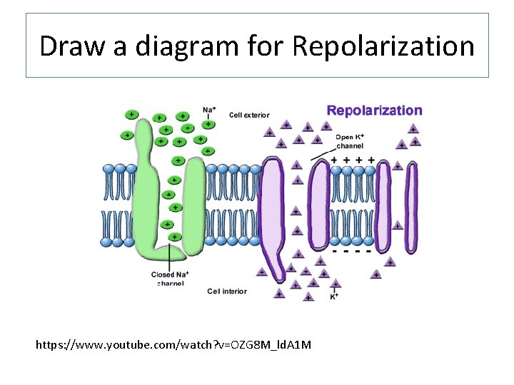 Draw a diagram for Repolarization https: //www. youtube. com/watch? v=OZG 8 M_ld. A 1