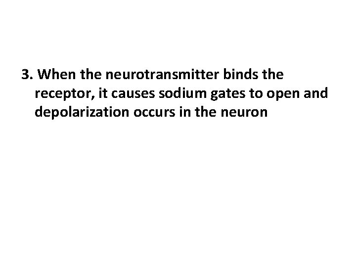 3. When the neurotransmitter binds the receptor, it causes sodium gates to open and