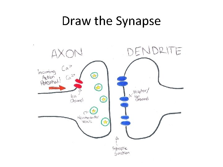 Draw the Synapse 