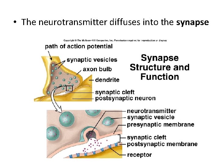  • The neurotransmitter diffuses into the synapse 