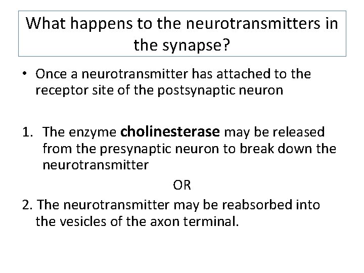 What happens to the neurotransmitters in the synapse? • Once a neurotransmitter has attached