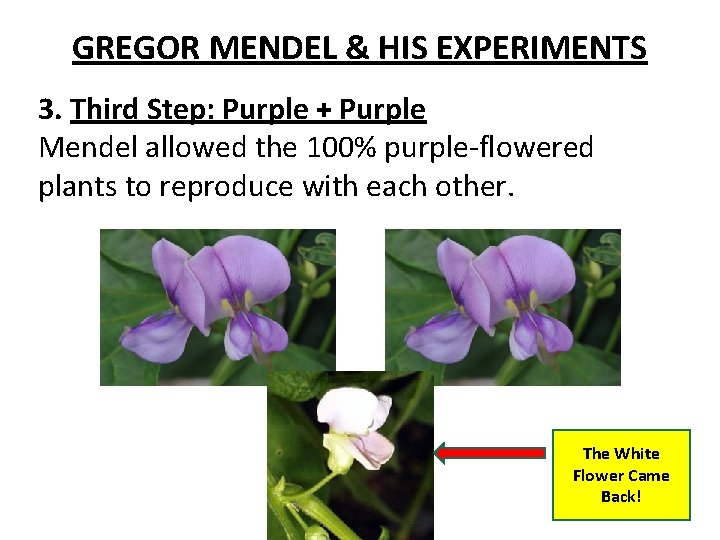 GREGOR MENDEL & HIS EXPERIMENTS 3. Third Step: Purple + Purple Mendel allowed the