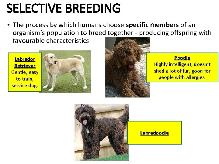 SELECTIVE BREEDING • The process by which humans choose specific members of an organism’s