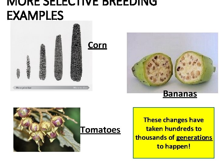MORE SELECTIVE BREEDING EXAMPLES Corn Bananas Tomatoes These changes have taken hundreds to thousands