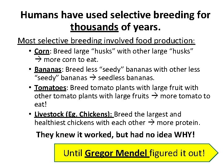 Humans have used selective breeding for thousands of years. Most selective breeding involved food