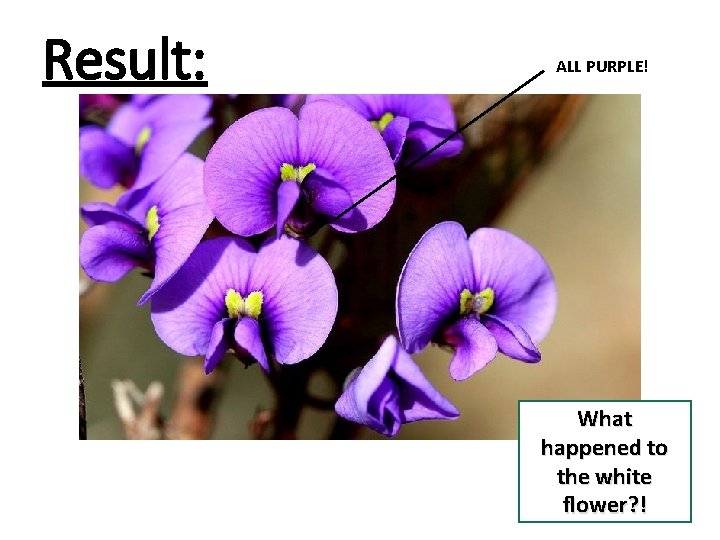 Result: ALL PURPLE! What happened to the white flower? ! 