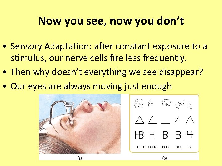 Now you see, now you don’t • Sensory Adaptation: after constant exposure to a