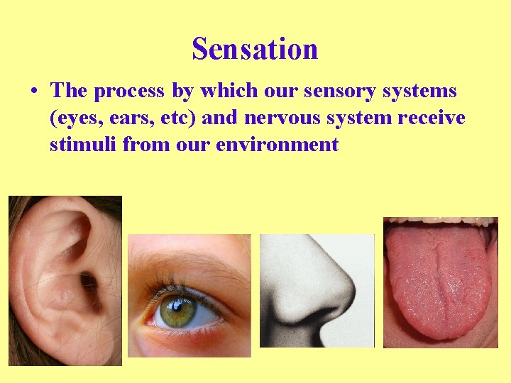 Sensation • The process by which our sensory systems (eyes, ears, etc) and nervous
