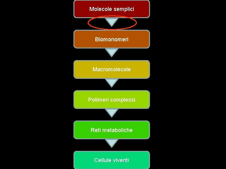 Molecole semplici Biomonomeri Macromolecole Polimeri complessi Reti metaboliche Cellule viventi 