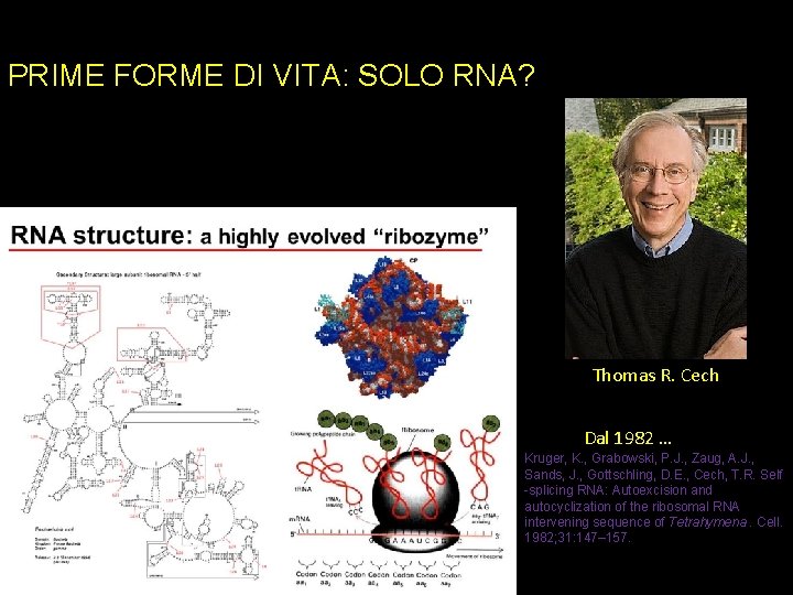 PRIME FORME DI VITA: SOLO RNA? Thomas R. Cech Dal 1982 … Kruger, K.